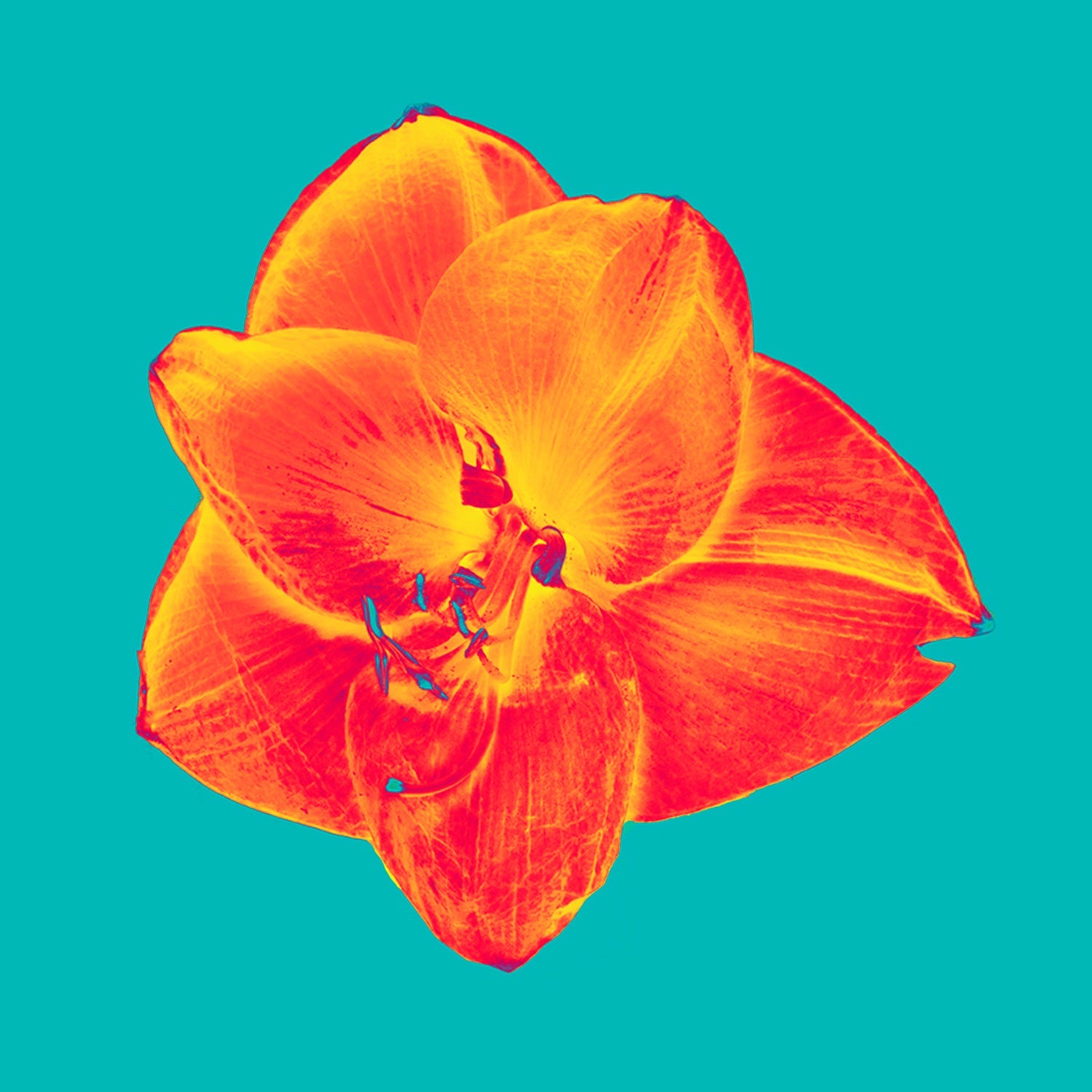 Amaryllis Solarus 12" x 12" - Petroff Gallery -  - Jeff Turner and Jane Pike - Amaryllis Solarus, 12" x 12"