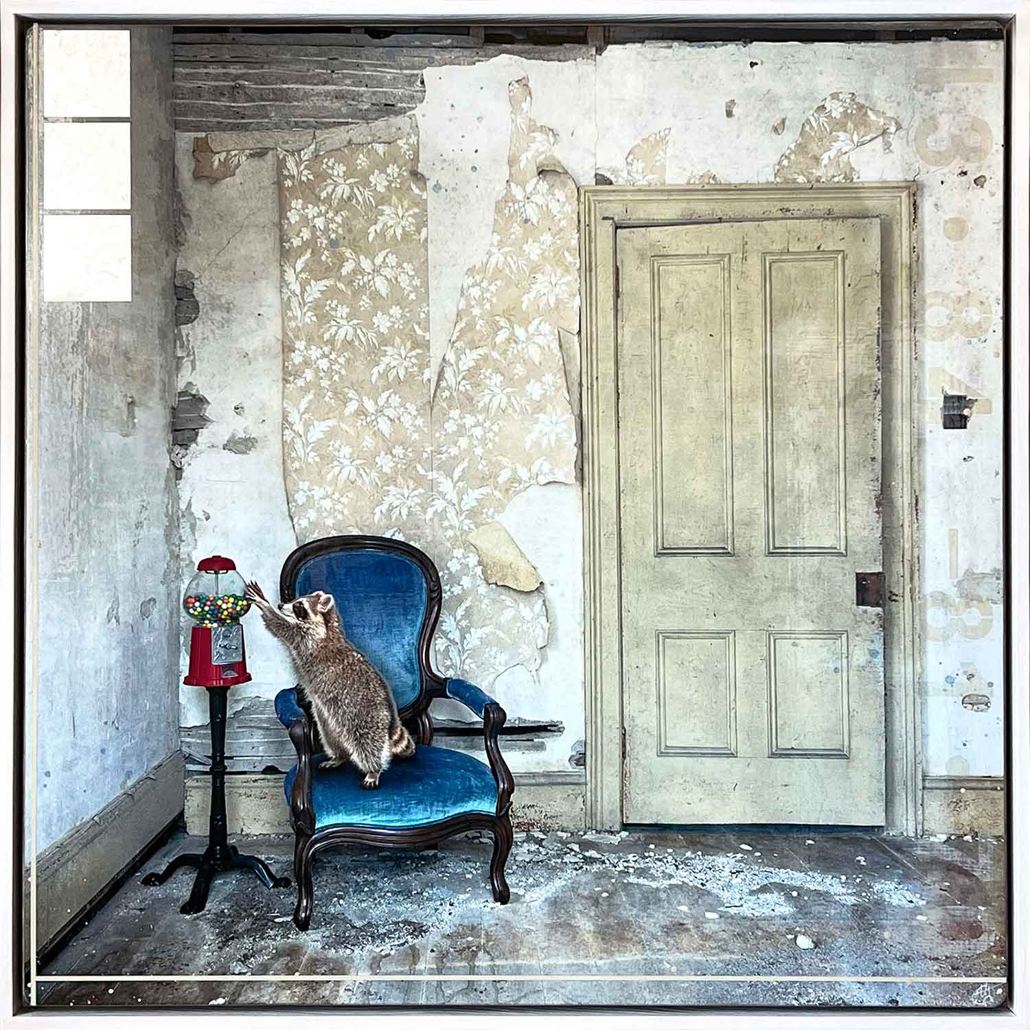 Bubble Gum Bandit 38" x 38" - Petroff Gallery - Photography