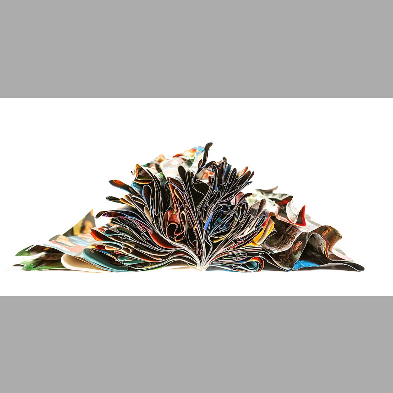 Frazzled 16" x 30" - Petroff Gallery -  - Edith Levy - Frazzled 16x30