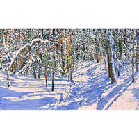 Trail Thru Sunlight 2 28" x 48" - Petroff Gallery - Painting