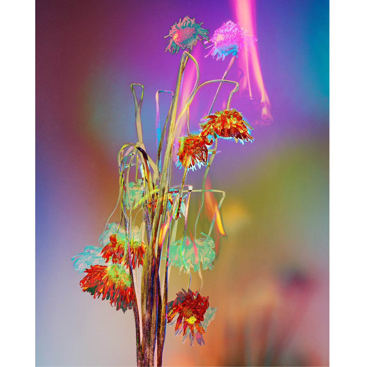 Amanda Arcuri - Petroff Gallery - Photography