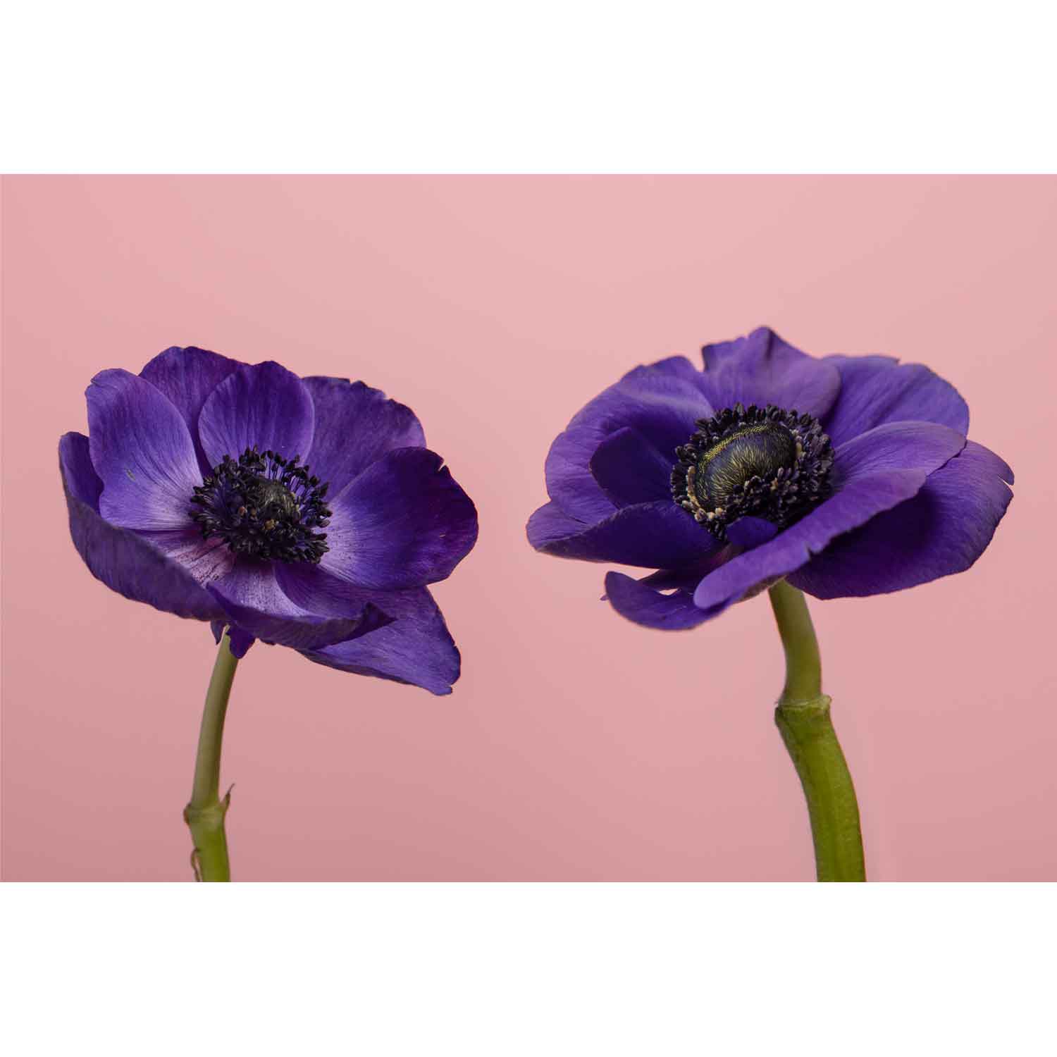 Double Bloom Theory 1 25.5" x 37" - Petroff Gallery - Photography
