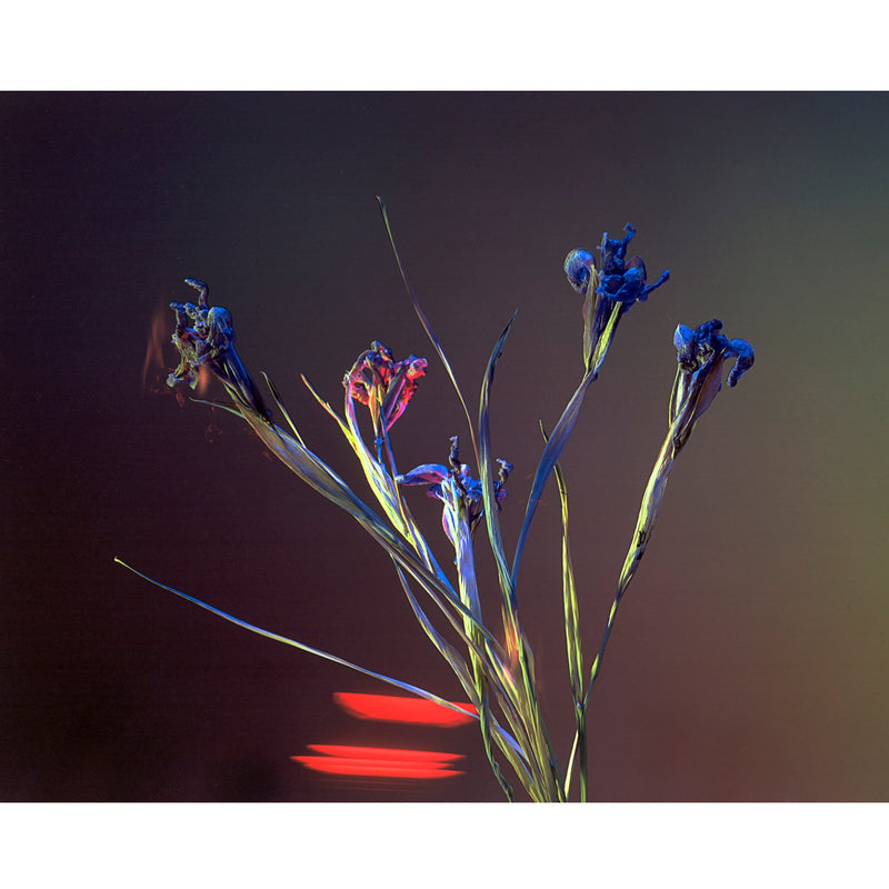 A Shot in the Dark 15, (Night Driving) - Petroff Gallery -  - 