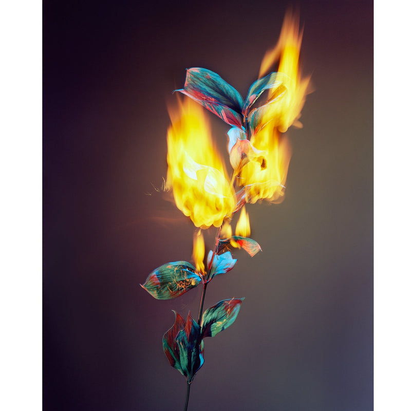 A Shot in the Dark 2 - Petroff Gallery