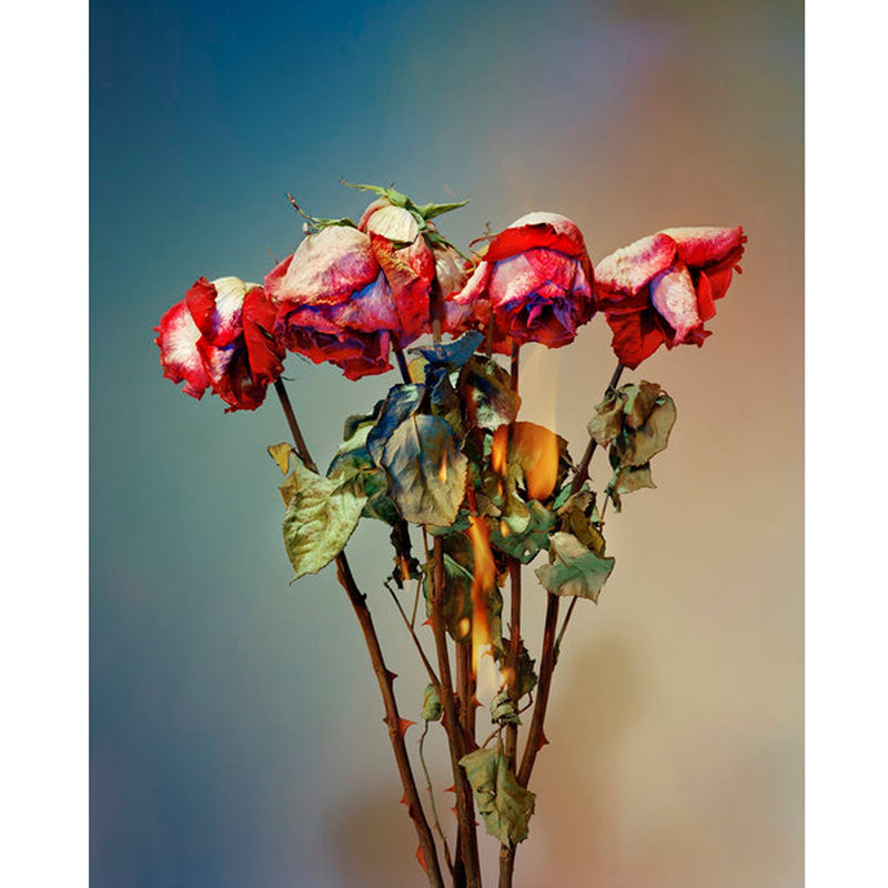 A Shot in the Dark 6 15" x 12" - Petroff Gallery -  - Amanda Arcuri -A Shot in the Dark 6 15" x 12"