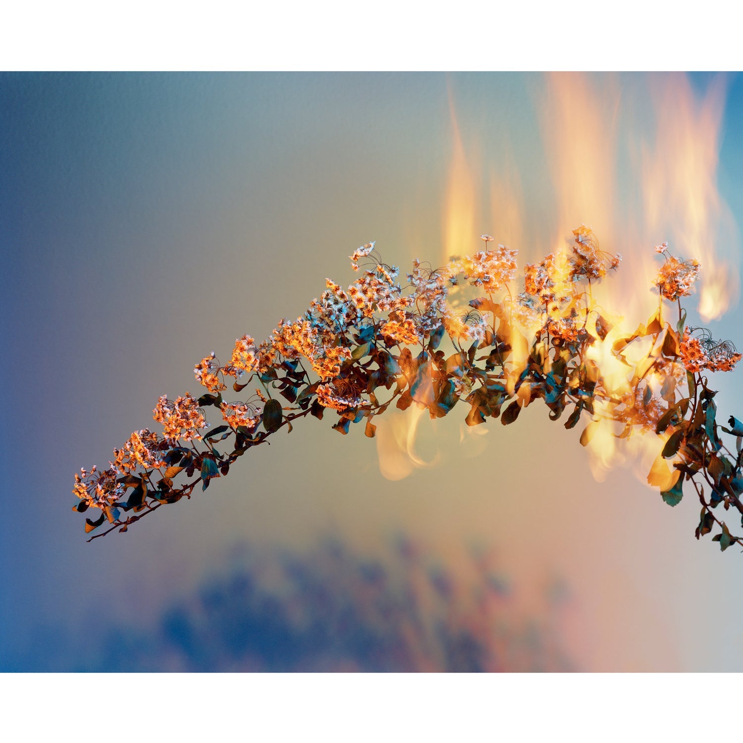 A Shot in the Dark 8 24" x 30" - Petroff Gallery -  - Amanda Arcuri -A Shot in the Dark 8 24" x 30"