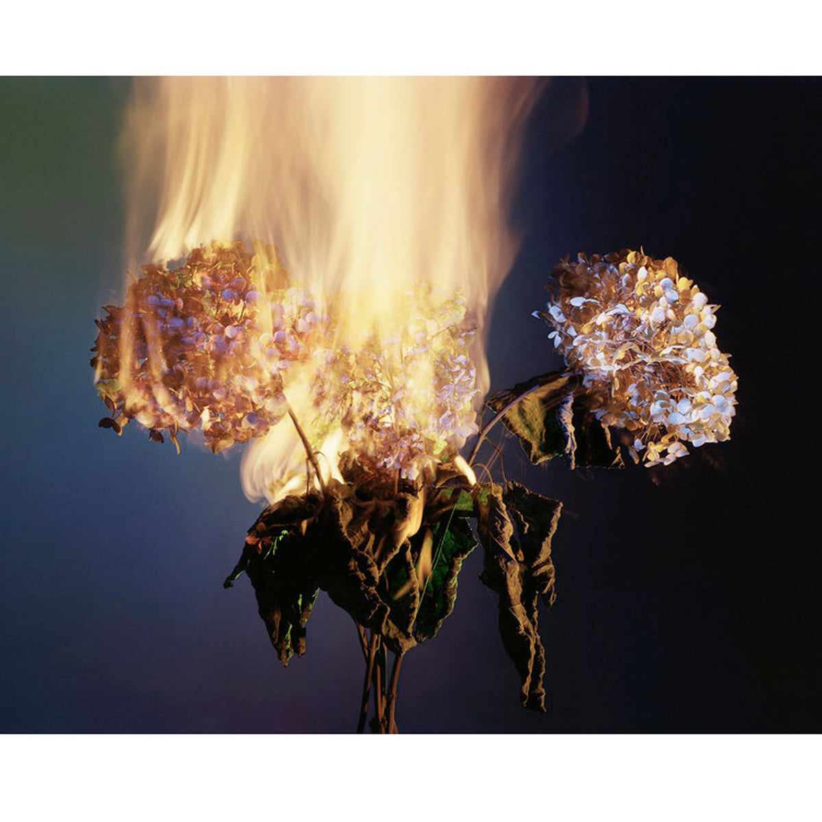 A Shot in the Dark 9 12" x 15" - Petroff Gallery -  - Amanda Arcuri -A Shot in the Dark 9 12" x 15"