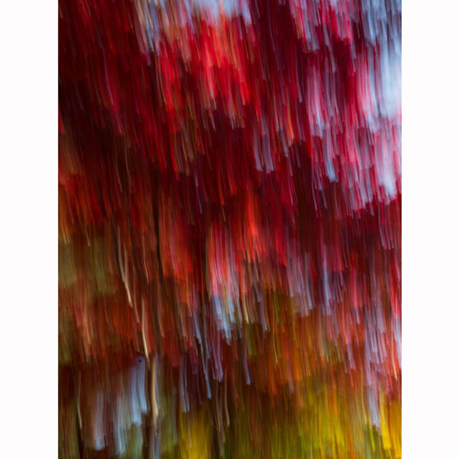 Autumn Orange #44  43" x 32" - Petroff Gallery -  - Warren Grossman - Autumn Orange #44 48 x 32