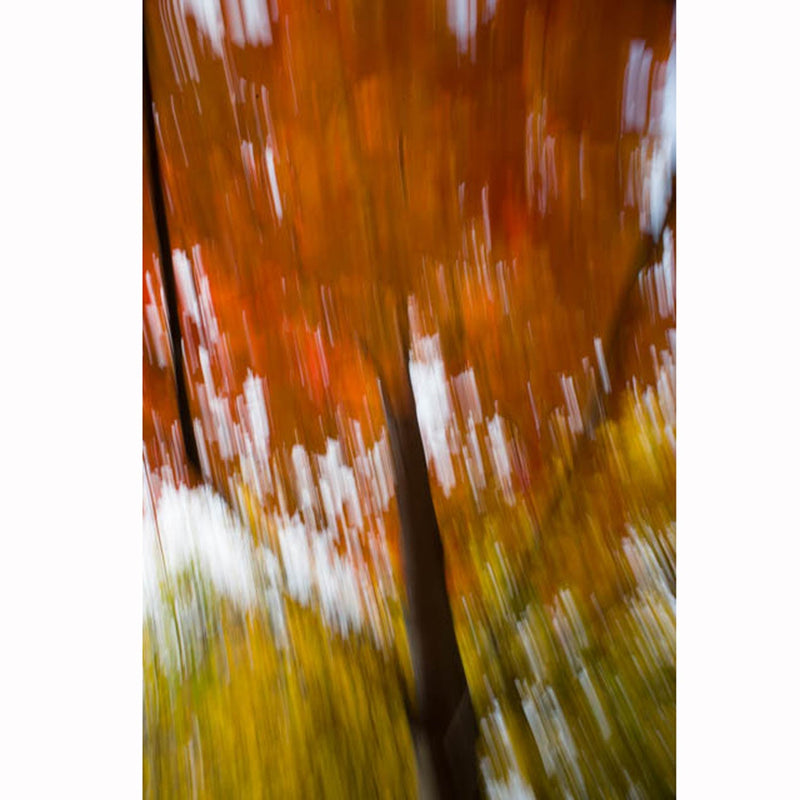 Autumn Orange #45  48" x 32" - Other Editions Available - Petroff Gallery -  - Warren Grossman - Autumn Orange #45 48 x 32