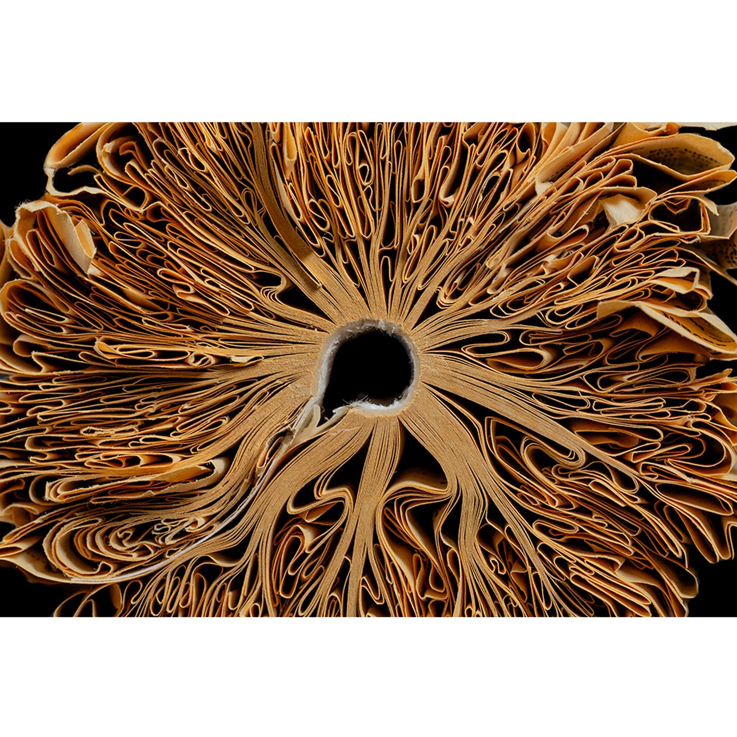 Curly Q 12" x 18" - Petroff Gallery -  - Edith Levy - Curly Q 12x18