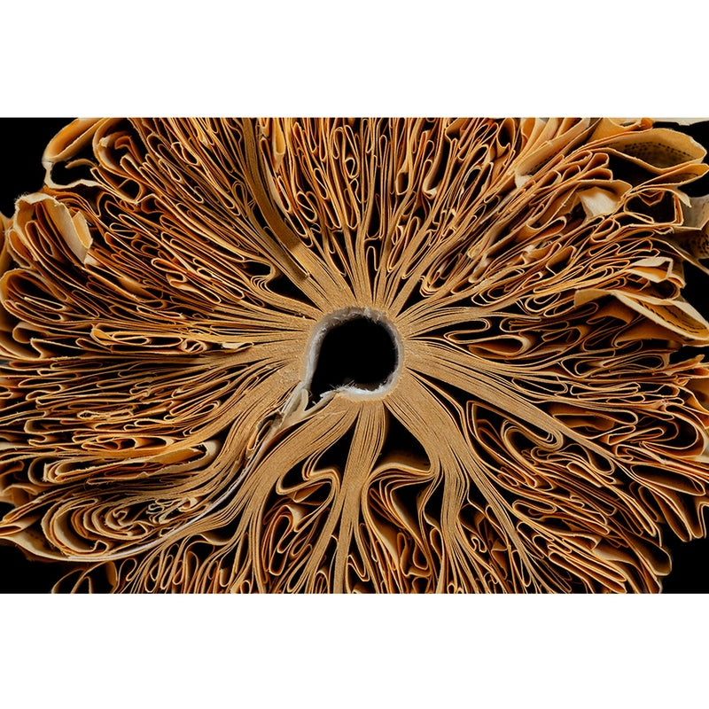 Curly Q 12" x 18" - Petroff Gallery -  - Edith Levy - Curly Q 12x18