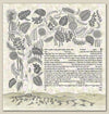 Entangled Leaves - Petroff Gallery -  - Zeesi Paltrowitz - Entangled Leaves Ketubah