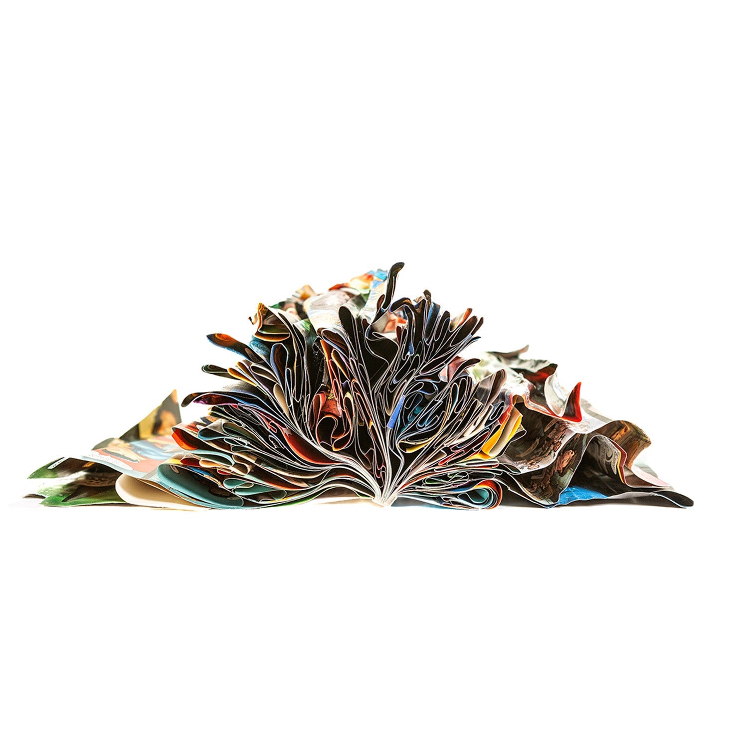 Frazzled 16" x 30" - Petroff Gallery -  - Edith Levy - Frazzled 16x30