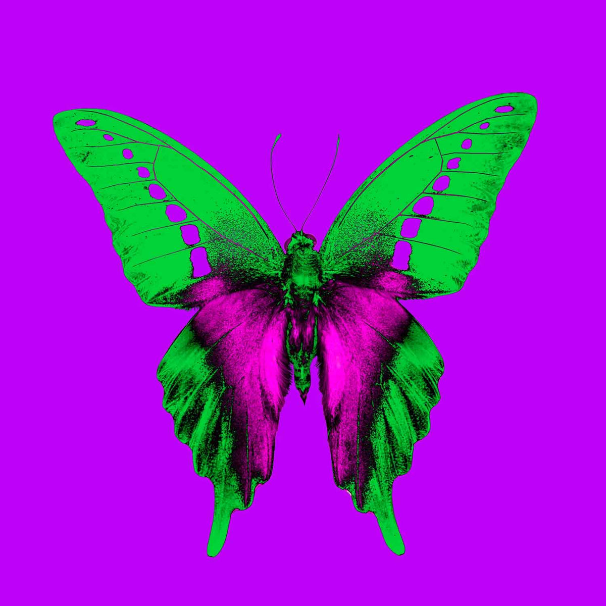 Green Banded Swallow Tail 12" x 12" - Petroff Gallery - Painting and Photography