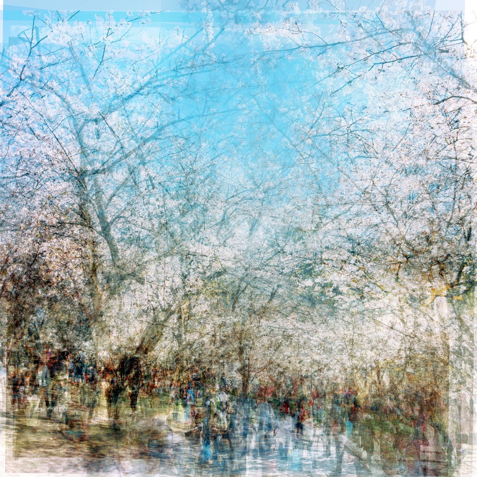 High Park Blossoms 33" x 33" - Petroff Gallery -  - Chris Albert-high park blossoms