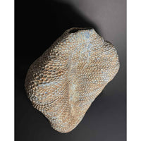 Ascent - Petroff Gallery - Ceramic Art