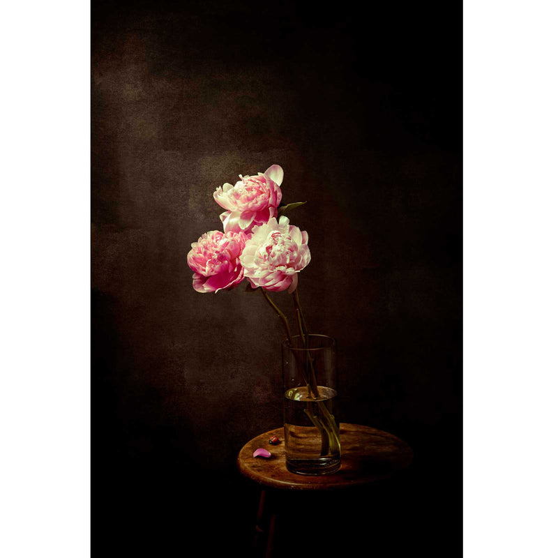 Light Pink Peonies - Petroff Gallery - Photography 