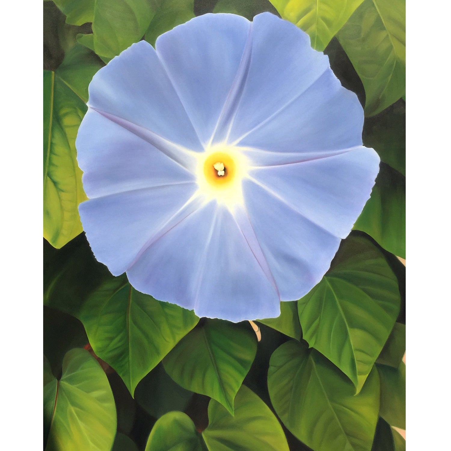 Morning Glory 48" x 36" - Petroff Gallery -  - Lori Klassen - Morning Glory 60" x 30"