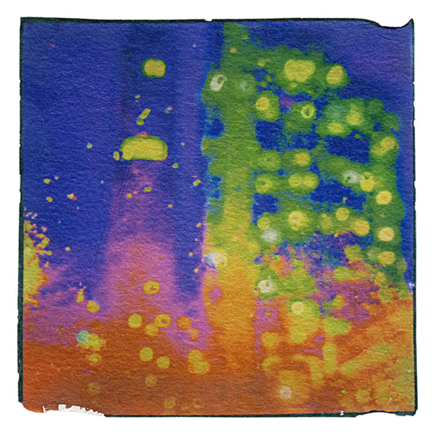 Night Bloom 10" x 10" Petroff Gallery 