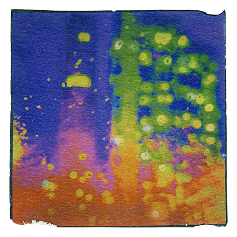 Night Bloom 10" x 10" Petroff Gallery 