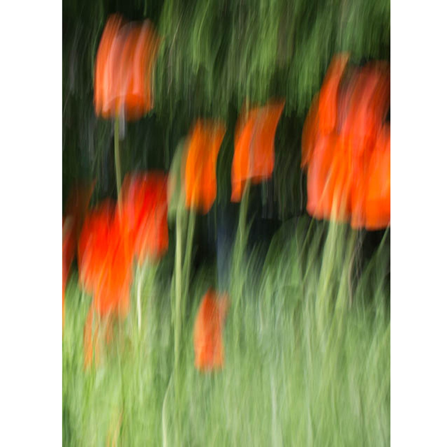 Orange on Green #42 44" x 32" - Other Editions Available - Petroff Gallery -  - Warren Grossman- Orange on Green