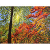 Peeking Through 36" x 48" - Petroff Gallery -  - Jamie MacLean - Peeking Through, 36" x 48"