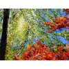 Peeking Through 36" x 48" - Petroff Gallery -  - Jamie MacLean - Peeking Through, 36" x 48"