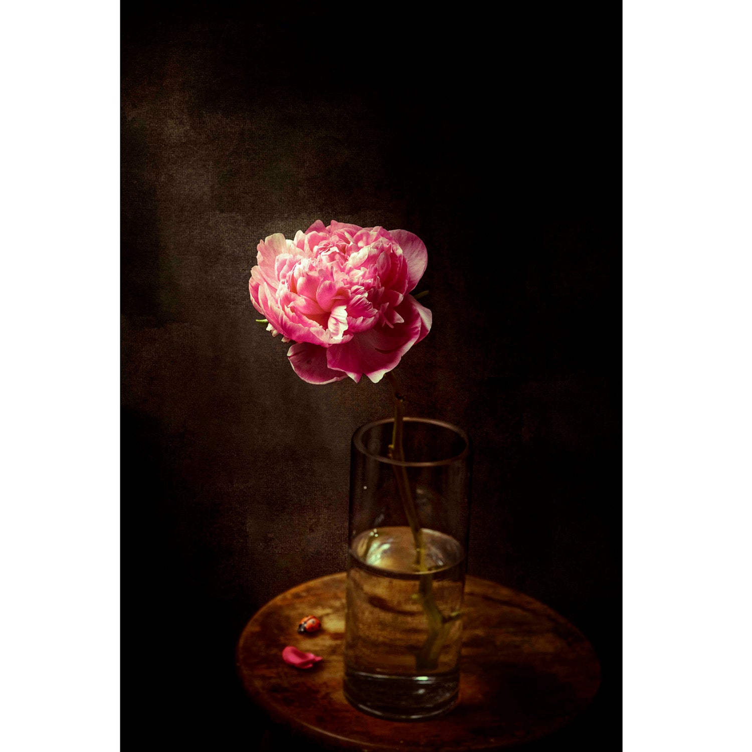 Rembrandt's Flower 12" x 8" - Petroff Gallery -  - 