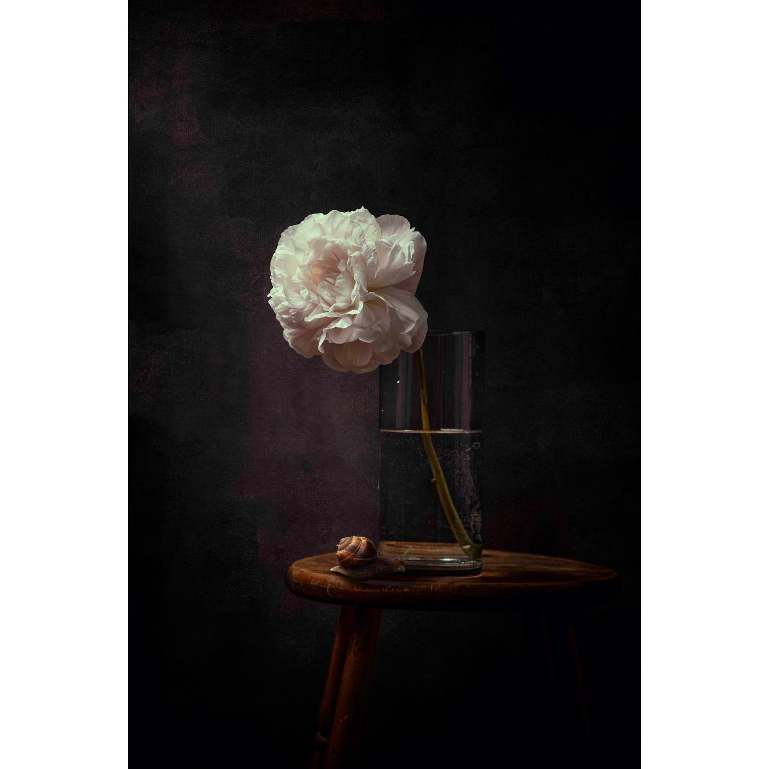Snail 10" x 8" - Petroff Gallery -  - Tamara Bahry - Snail, 10" x 8"
