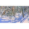 Trail Thru Sunlight 2 28" x 48" - Petroff Gallery - Painting