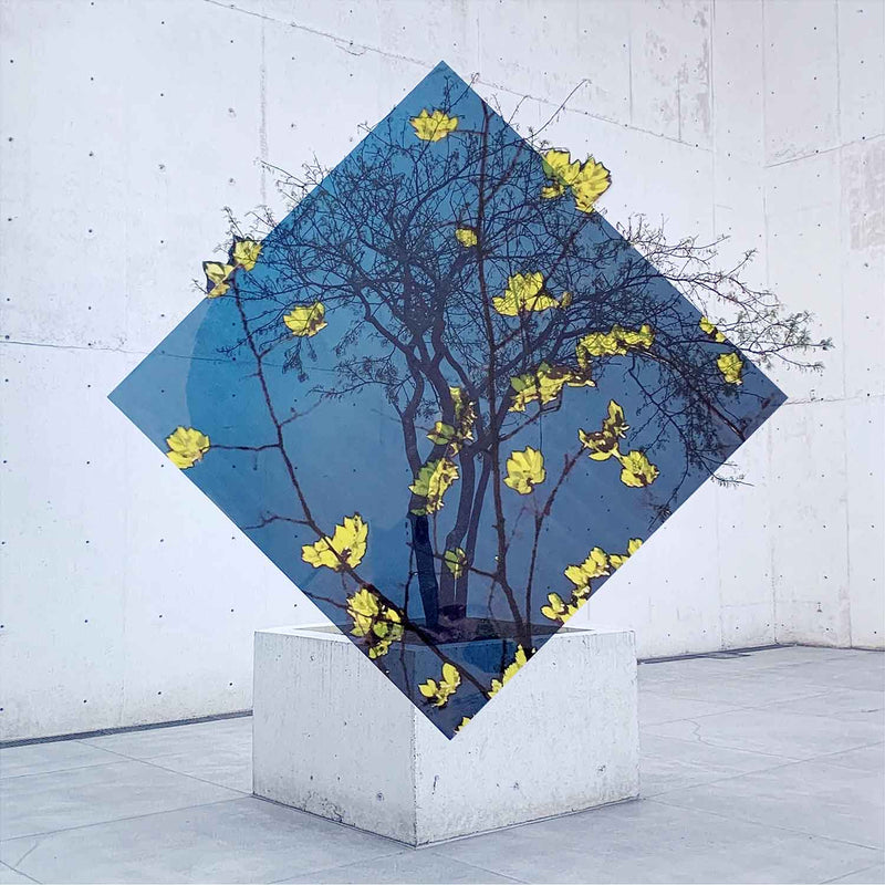 You My Tree I 27" x 27" - Petroff Gallery - Photography