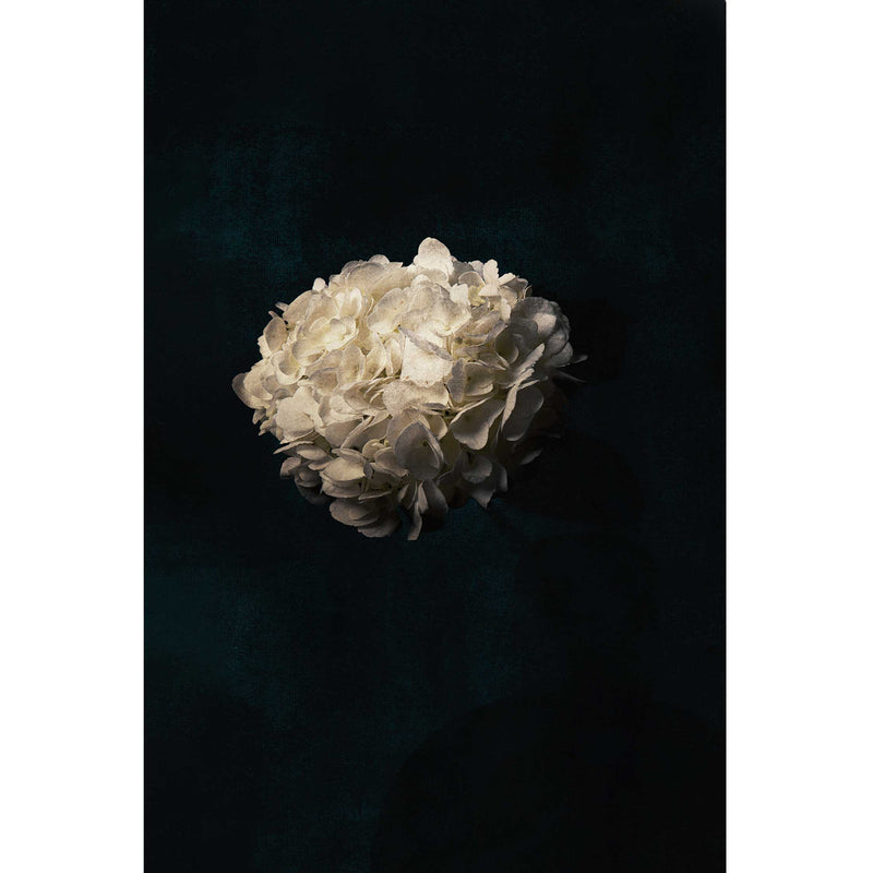 hydrangea - Petroff Gallery - Photography 